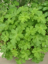 DSC05063_�ץ�ƥ����ݡ��꡼����˥���