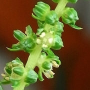 R0018483_スイスチャードの花両性か_20090620_2