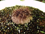 R0026866_��������ε庬_20100820