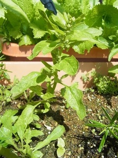 R0055523_�ۥ���󥽥��Ȥ�Ω��_20130503