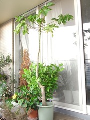 R0028544_パパイヤ_20101106