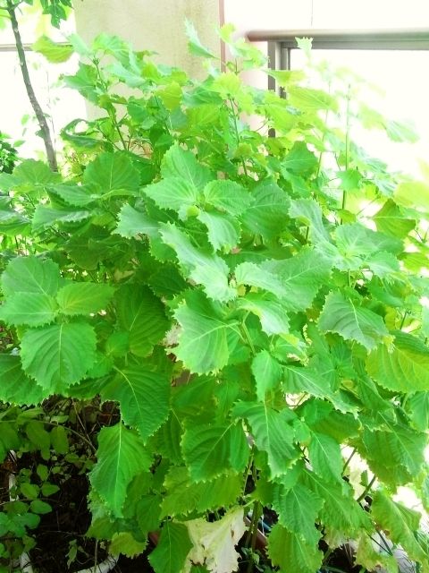 シソの花芽 と 紫蘇味噌作り Kochan S ベランダ菜園blog マンションガーデニング 家庭菜園 仙台グルメ キャンペーン情報等