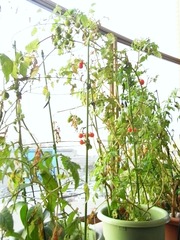 R0028933_�ߥ˥ȥޥ�_20101127