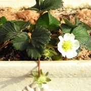 R0016143_͵ʤꤤС٥꡼β_20090401