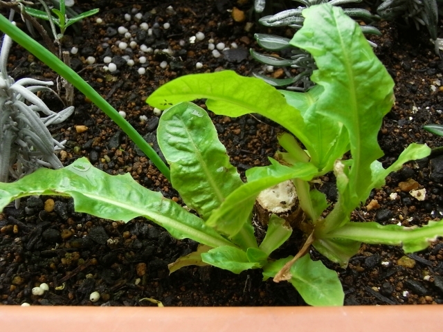 R0021517_チコリ_20091025