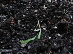 R0058710_˿ޤۥ󥽥_20131104