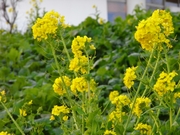 R0014349_マザー牧場_菜の花