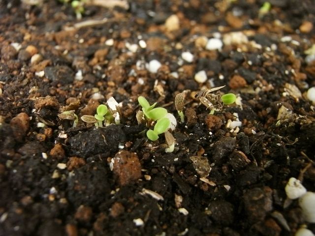 R0028802_レタス修道士のあごひげ発芽_20101121
