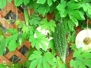 R0019866_ゴーヤの実続々_20090808