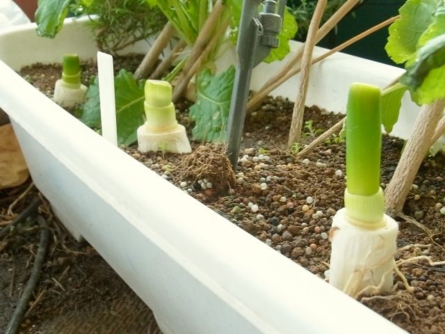 プランターの再生ネギ 深植えしなくても白ネギ部分伸びる Kochan S ベランダ菜園blog マンションガーデニング 家庭菜園 仙台グルメ キャンペーン情報等