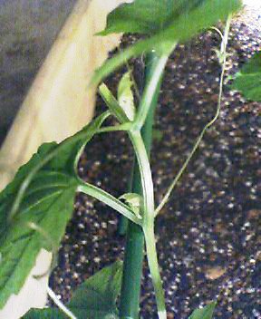 ゴーヤ摘芯した苗に脇芽が出た Kochan S ベランダ菜園blog マンションガーデニング 家庭菜園 仙台グルメ キャンペーン情報等