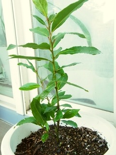 R0053385_��˼��ĤҤ��Ф������_20121008