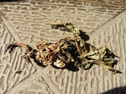 R0015054_�հ���˽���ﳲ_�ü������쥿����