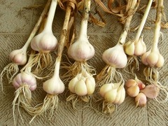 R0043355_ニンニク_20110625