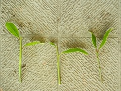 R0053388_��˼��Ҥ��Ф����ޤ����_20121008