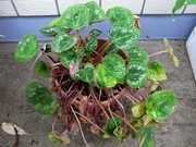 R0018322_��������Ʊۤ���_20090613