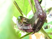 R0019393_Ĺ�ʥ��μ�2_20090725