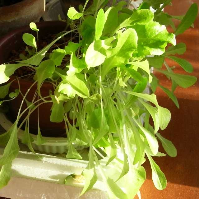 忘れていた徒長レタスが Kochan S ベランダ菜園blog マンションガーデニング 家庭菜園 仙台グルメ キャンペーン情報等 忘れていた徒長レタスが Kochan S ベランダ菜園blog マンションガーデニング 家庭菜園 仙台グルメ キャンペーン情報等