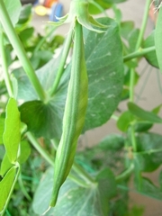 R0015213_����ɥ��Υ�������Ʀ���դ����