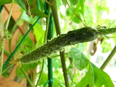 R0010512_�ձ��ξ�����μ�