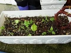 R0045126_���梁����ȯ��_20110911