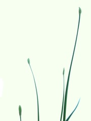 R0027065_�˥�βֲ�_20100828