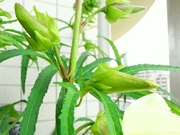 R0020225_花オクラ開花前日のツボミ_20090819