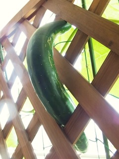 R0051223_トレリスの陰に巨大キュウリ_20120716