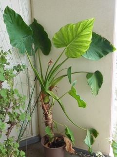 R0044042_クワズイモ_20110724