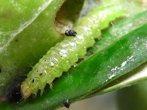 収穫間近のオリーブの実に虫害 Kochan S ベランダ菜園blog マンションガーデニング 家庭菜園 仙台グルメ キャンペーン情報等