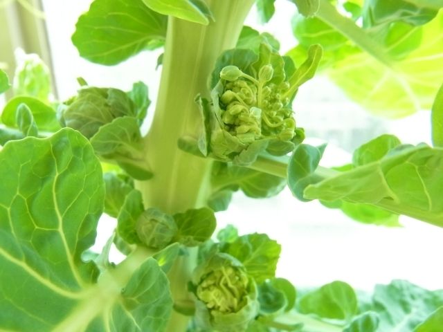 芽キャベツの花芽のパスタ Kochan S ベランダ菜園blog マンションガーデニング 家庭菜園 仙台グルメ キャンペーン情報等 芽キャベツの花芽のパスタ Kochan S ベランダ菜園blog マンションガーデニング 家庭菜園 仙台グルメ キャンペーン情報等