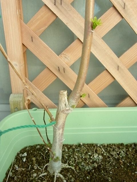 花オクラの越冬と新芽 栽培3年目に突入 Kochan S ベランダ菜園blog マンションガーデニング 家庭菜園 仙台グルメ キャンペーン情報等