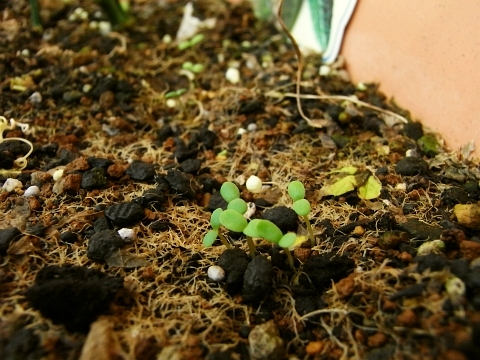 プンタレッラと春菊の発芽 レタスには害虫 Kochan S ベランダ菜園blog マンションガーデニング 家庭菜園 仙台グルメ キャンペーン情報等 プンタレッラと春菊の発芽 レタスには害虫 Kochan S ベランダ菜園blog マンションガーデニング 家庭菜園 仙台グルメ キャンペーン情報等
