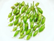 R0029275_�������ɻ�_20101218