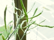 R0018806_��֥��å��꡼�Τ���_20090704