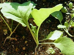 R0053448_コールラビ緑の根元_20121012