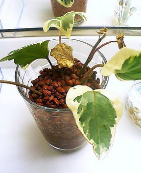 アイビー また枯れ始めた Kochan S ベランダ菜園blog マンションガーデニング 家庭菜園 仙台グルメ キャンペーン情報等