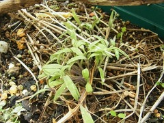 R0060379_こぼれ種発芽ミニトマト_20140413