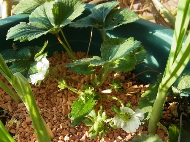 苺にセラミスでマルチング Kochan S ベランダ菜園blog マンションガーデニング 家庭菜園 仙台グルメ キャンペーン情報等 苺にセラミスでマルチング Kochan S ベランダ菜園blog マンションガーデニング 家庭菜園 仙台グルメ キャンペーン情報等