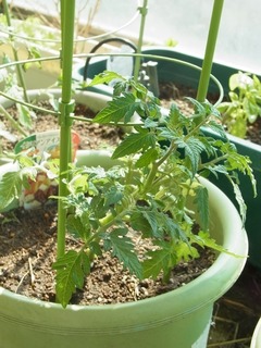 R0055642_�ߥ˥ȥޥȥ����������Ŀ����դ�1_20130503