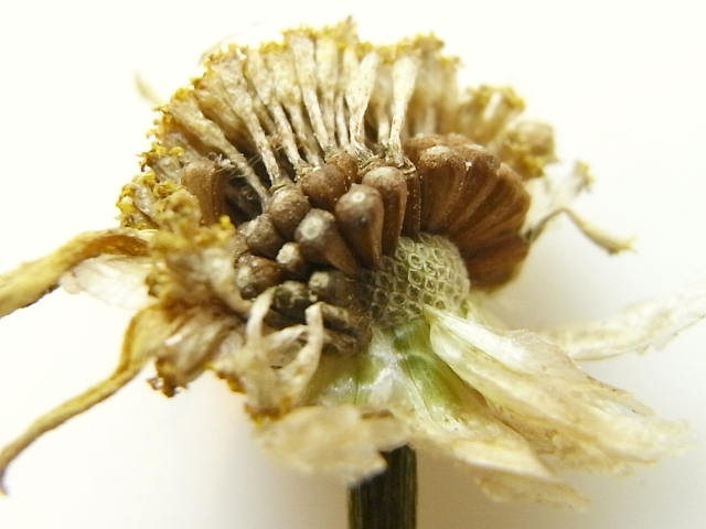 R0018656_春菊の種_20090627