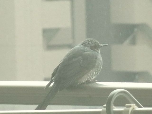 R0040103_ヒヨドリ_20110212