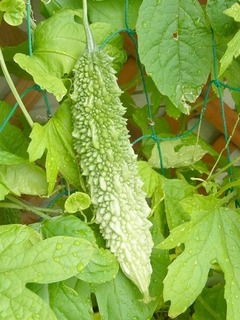 R0051001_ゴーヤの実_20120705