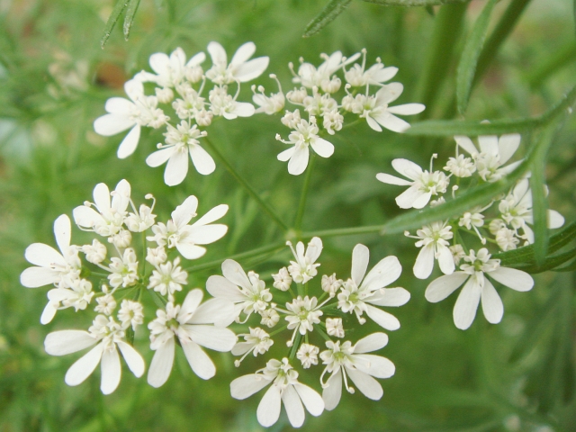 パクチーの花の成熟 Kochan S ベランダ菜園blog マンションガーデニング 家庭菜園 仙台グルメ キャンペーン情報等