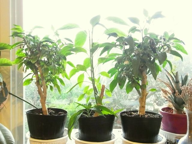 万願寺唐辛子に続いてひもとうがらし開花 鷹の爪は摘心し挿し木 Kochan S ベランダ菜園blog マンションガーデニング 家庭菜園 仙台グルメ キャンペーン情報等 万願寺唐辛子に続いてひもとうがらし開花 鷹の爪は摘心し挿し木 Kochan S ベランダ菜園blog マンションガーデニング 家庭菜園 仙台グルメ キャンペーン情報等