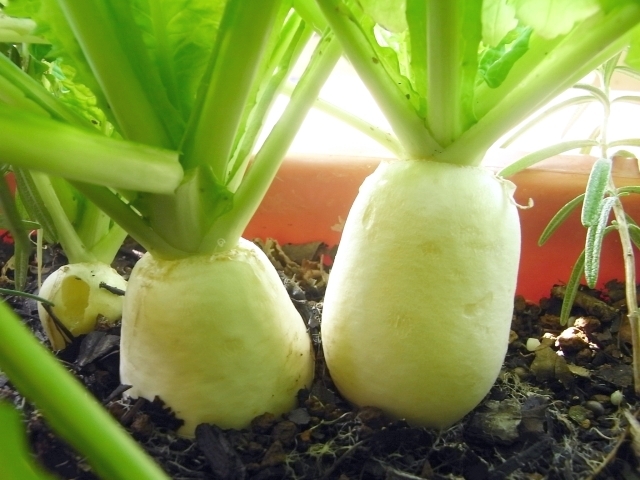 聖護院大丸かぶ に なめくじ食害 Kochan S ベランダ菜園blog マンションガーデニング 家庭菜園 仙台グルメ キャンペーン情報等 聖護院大丸かぶ に なめくじ食害 Kochan S ベランダ菜園blog マンションガーデニング 家庭菜園 仙台グルメ キャンペーン情報等