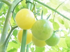 R0056888_�����ߥ˥ȥޥȥ���������μ�_20130629