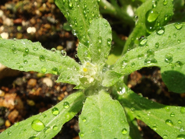 DSC06152_雑草の宝石