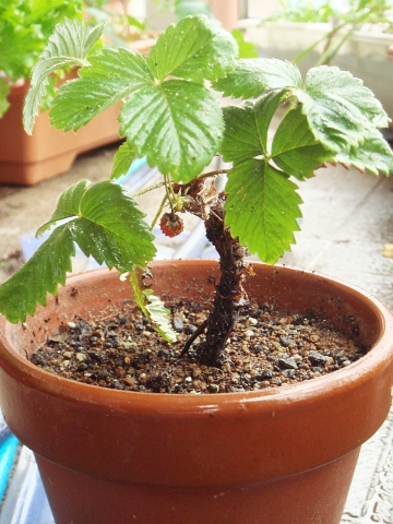 ワイルドストロベリーの木 Kochan S ベランダ菜園blog マンションガーデニング 家庭菜園 仙台グルメ キャンペーン情報等