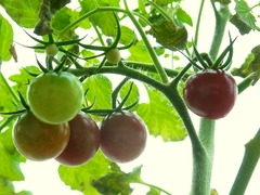 R0061502_�ߥ˥ȥޥ�_20140727